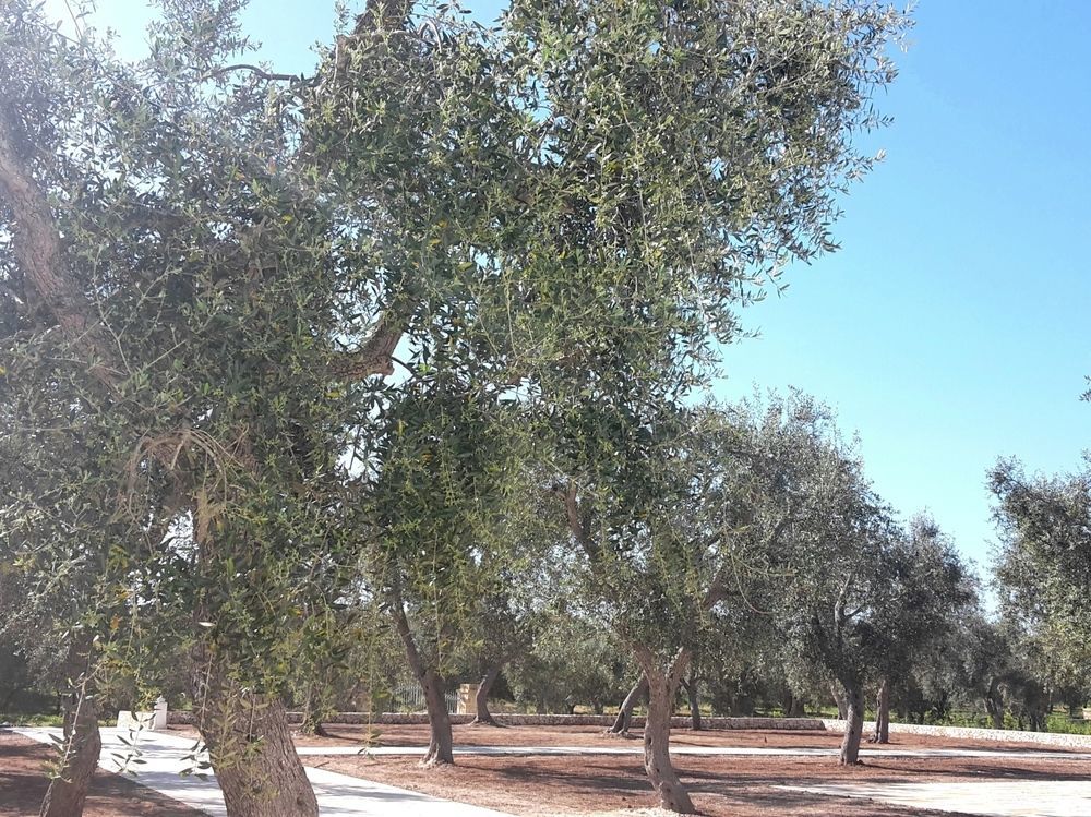 Masseria Muntibianchi Agriresort Restaurant & Spa Otranto Eksteriør billede